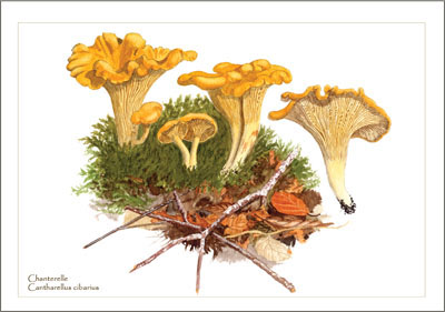 Chanterelle