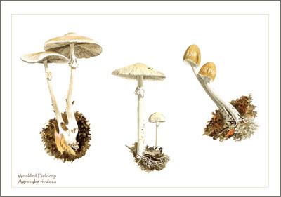 Agrocybe_rivulosa