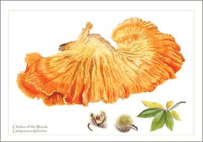 Laetiporus