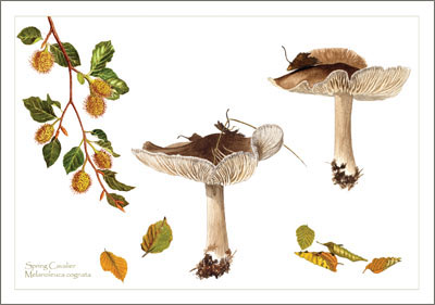 Melanoleuca_cognata