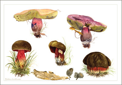 boletus_luridiformis