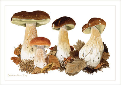 Boletus_edulis