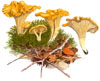 Chanterelles, wild mushroom art by Peter Thwaites
