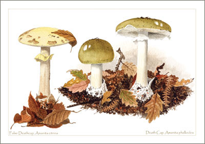 Mushroom art calendar_2025