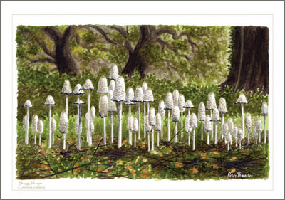 Mushroom art calendar_2025