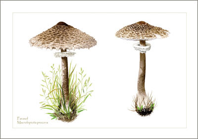 Parasols