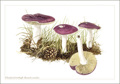 Russula caerulea