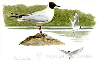 Black-headed Gulls, printed from watercolour painting by Peter Thwaites