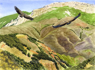 Griffon Vultures in the Pyrenees, fine art print from watercolour painting by Peter Thwaites