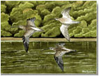 Curlews on the River Fowey, Cornwall, printed from a watercolour painting by Peter Thwaites