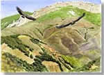 fine art print from watercolour painting of Griffon Vultures in the Western Pyrenees, by Peter Thwaites