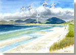 fine art print from watercolour painting of Arctic Terns at Luskentyre on the Isle of Harris, Scotland, by Peter Thwaites