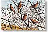 fine art print from watercolour painting of Waxwings by Cornish artist Peter Thwaites