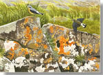 Wheatears on Ardnamurchan, fine art print from watercolour painting by Peter Thwaites