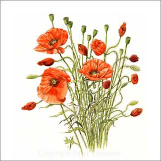Field poppies
