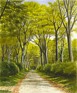 West Drive, Boconnoc, fine art print from watercolour by Peter Thwaites