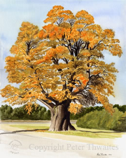 Dorset Oak, fine art prints from watercolour by Peter Thwaites