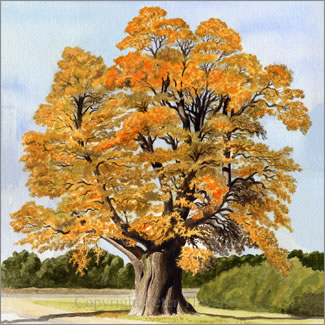 Dorset Oak, from a watercolour painting by Peter Thwaites