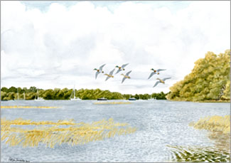 Mallards on Beaulieu River, giclee print from watercolour painting by Peter Thwaites