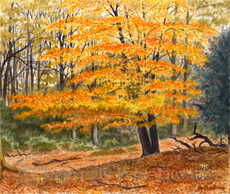 New Forest Beech, fine art print from watercolour painting by Peter Thwaites
