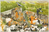 Wheatears on Ardnamurchan, giclee print from watercolour painting by Peter Thwaites