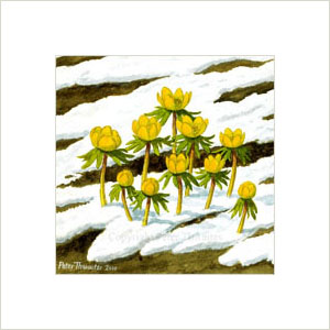 Winter aconites, fine art print from watercolour painting by Peter Thwaites