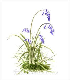 Wild Bluebells, fine art print from watercolour painting by Peter Thwaites