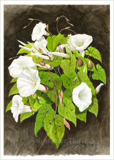 Greater Bindweed, fine art print from watercolour painting by Peter Thwaites
