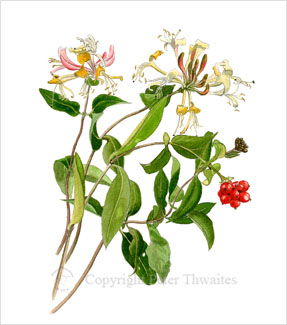 Honeysuckle, fine art print from watercolour painting by Peter Thwaites