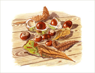 Horse Chestnuts, fine art print from watercolour painting by Peter Thwaites