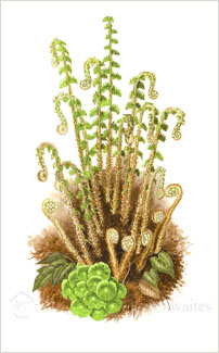 Spring Ferns, printed from a watercolour painting by Peter Thwaites