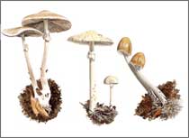 Inocybe rivulosa, watercolour painting by Peter Thwaites