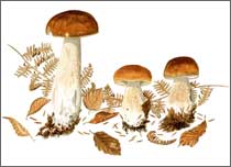 Ceps, watercolor painting by Peter Thwaites