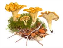 Chanterelles from a watercolour painting by Peter Thwaites