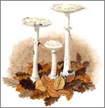 False Deathcap, amanita citrina, original watercolour by Peter Thwaites