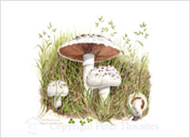 Field mushrooms original watercolour by Peter Thwaites