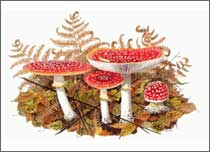 Fly agaric, watercolour painting by Peter Thwaites