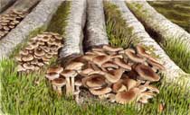 Honey fungus, original watercolour painting by Peter Thwaites