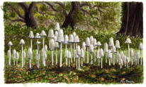 Coprinus comatus, wild mushroom art in watercolour by Peter Thwaites