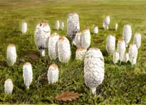 Shaggy inkcaps, original watercolour by Peter Thwaites