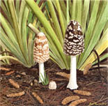 Magpie inkcaps, fine art print from watercolour painting by Peter Thwaites