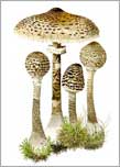 Parasol mushrooms from watercolour painting by Peter Thwaites