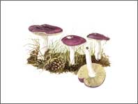 Russula caerulea, watercolour by Peter Thwaites