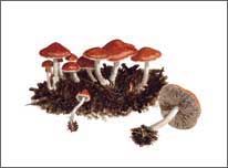 Stropharia aurantiaca, original watercolour painting by Peter Thwaites