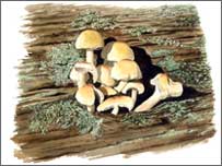 Sulphur tuft watercolour by Peter Thwaites