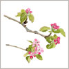 Bramley apple blossom card