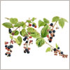 Blackberries, botanical greeting card by Peter Thwaites